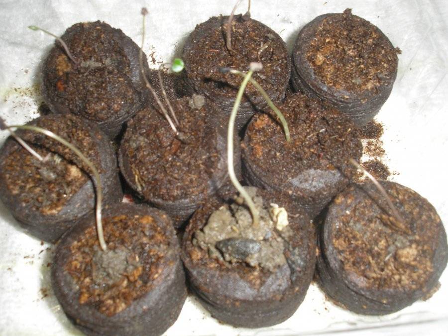 Как вырастить цикламен из семян. размножение цикламена розетками и клубнем