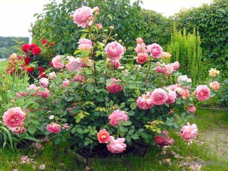 Роза абракадабра - характерные черты сорта и как выращивать в саду
