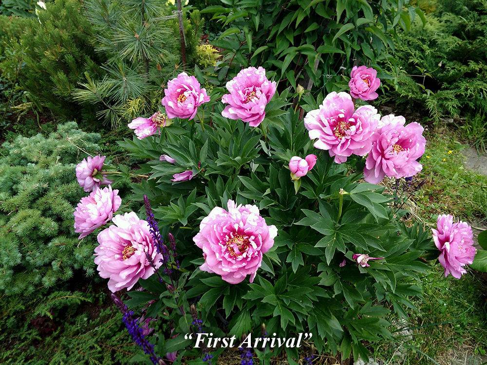 Paeonia itoh first arrival - ic-stroy.ru