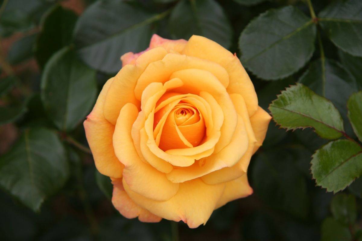Роза моника: описание сорта и правильный уход