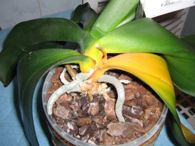 Болезни орхидеи: лечение, что делать, фото — selok.info