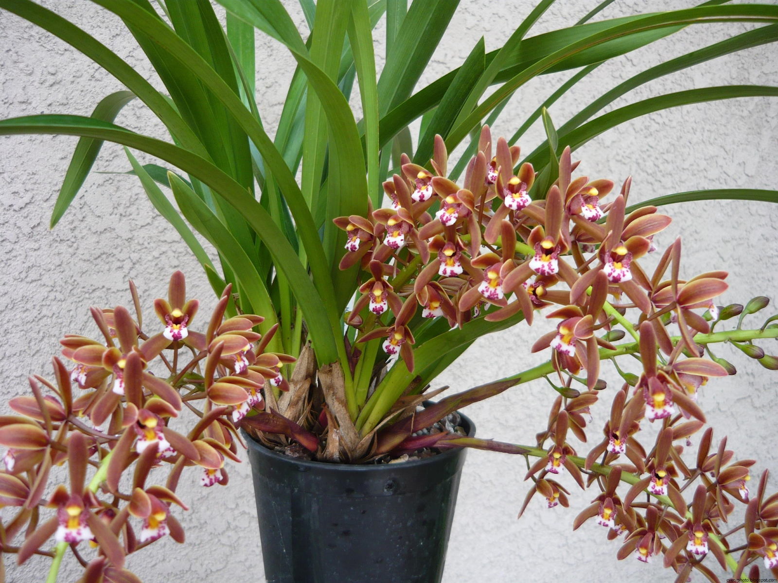 Все об орхидее цимбидиум — тропический цветок для начинающих цветоводов