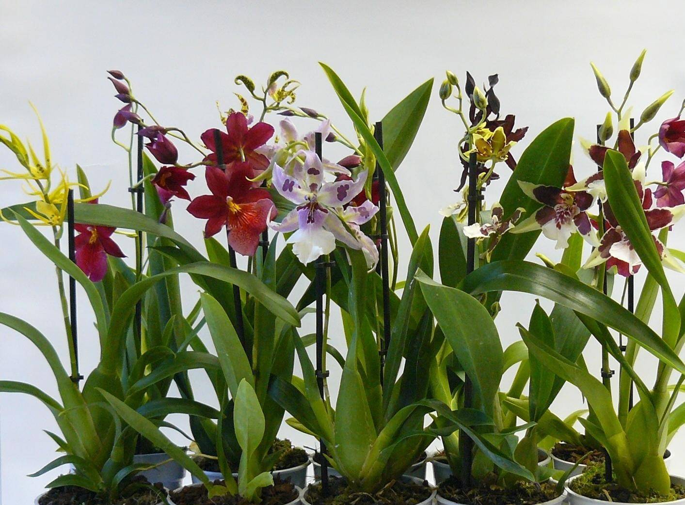 Орхидея «анютины глазки» или мильтония: уход в домашних условиях за эффектным и изысканным представителем семейства орхидных