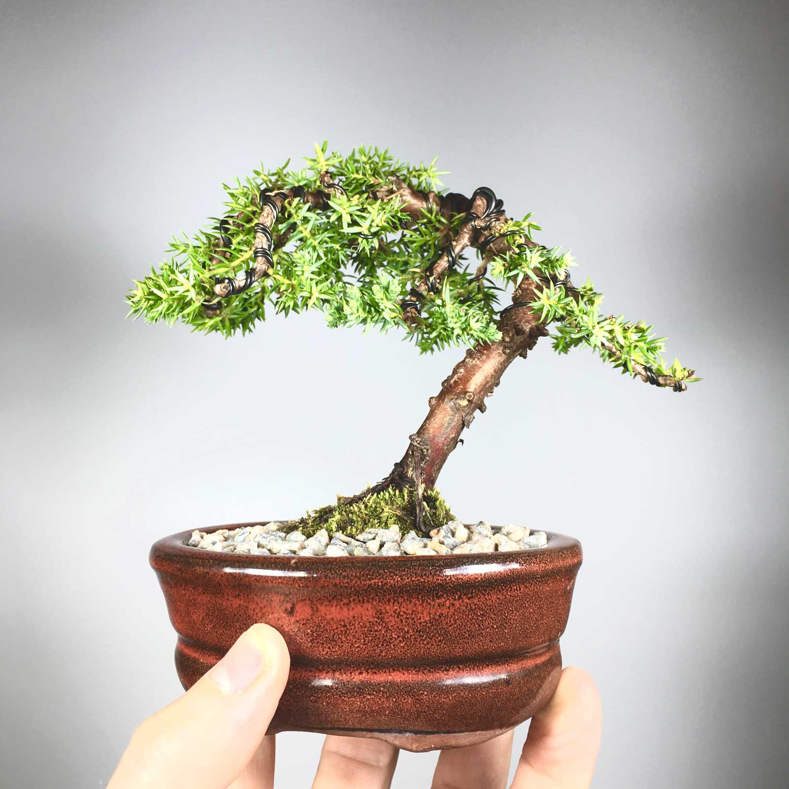 Как вырастить дерево бонсай?