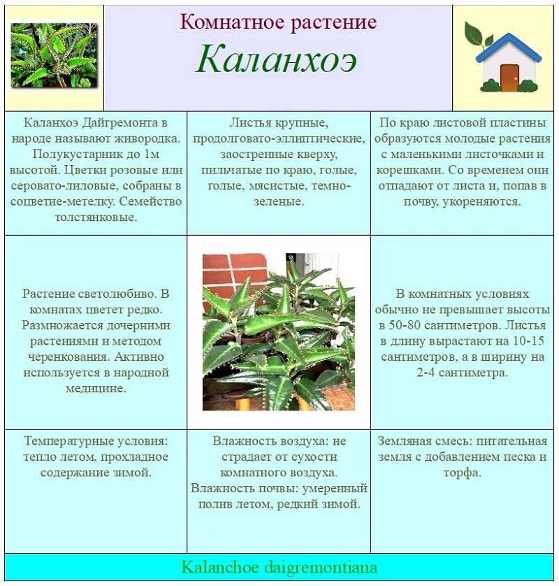 Каланхоэ- выращивание и уход в домашних условиях, фото и видео