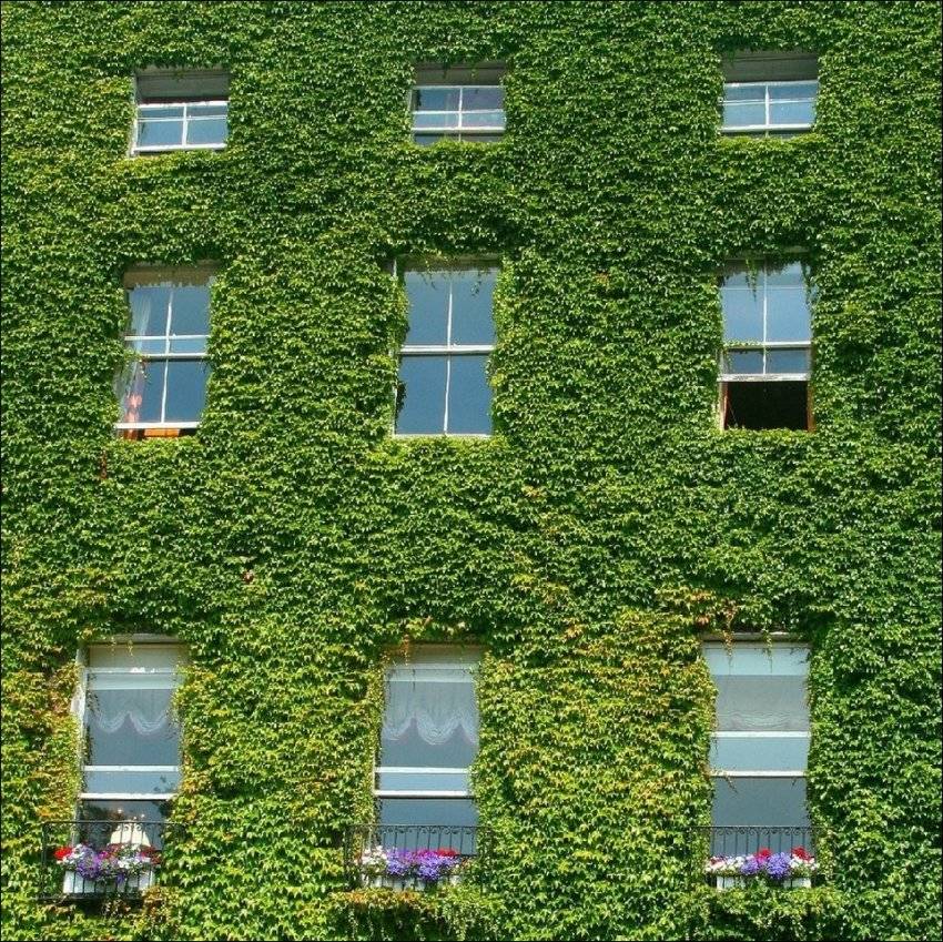 Вертикальное озеленение дома и сада с помощью лиан