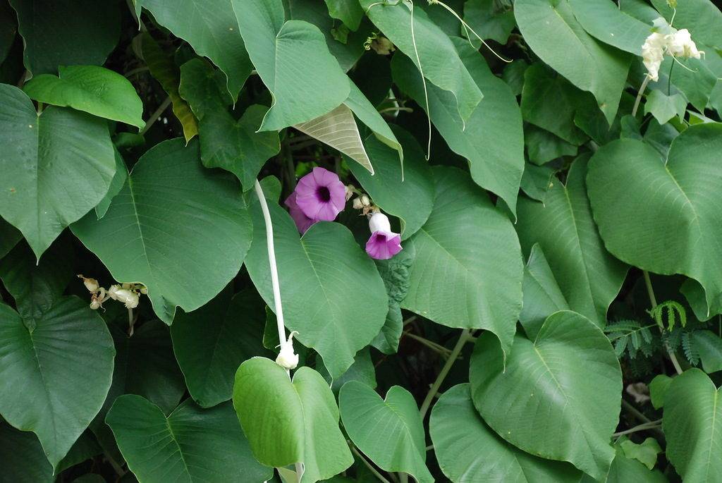 Малая гавайская древовидная роза