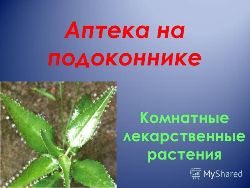 Лекарственные растения на моем подоконнике. лекарственные растения дома - природная аптека на подоконнике. | здоровое питание