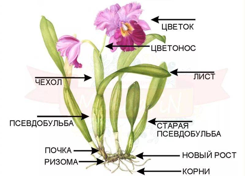 7 способов нарастить корни у орхидеи - flowersorhi.ru