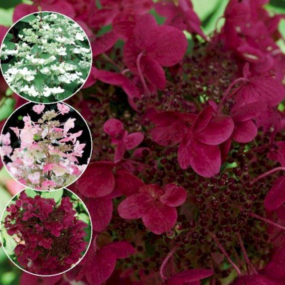 Метельчатая гортензия «вимс ред» (wims red), подробное описание красивого сорта и советы по его выращиванию