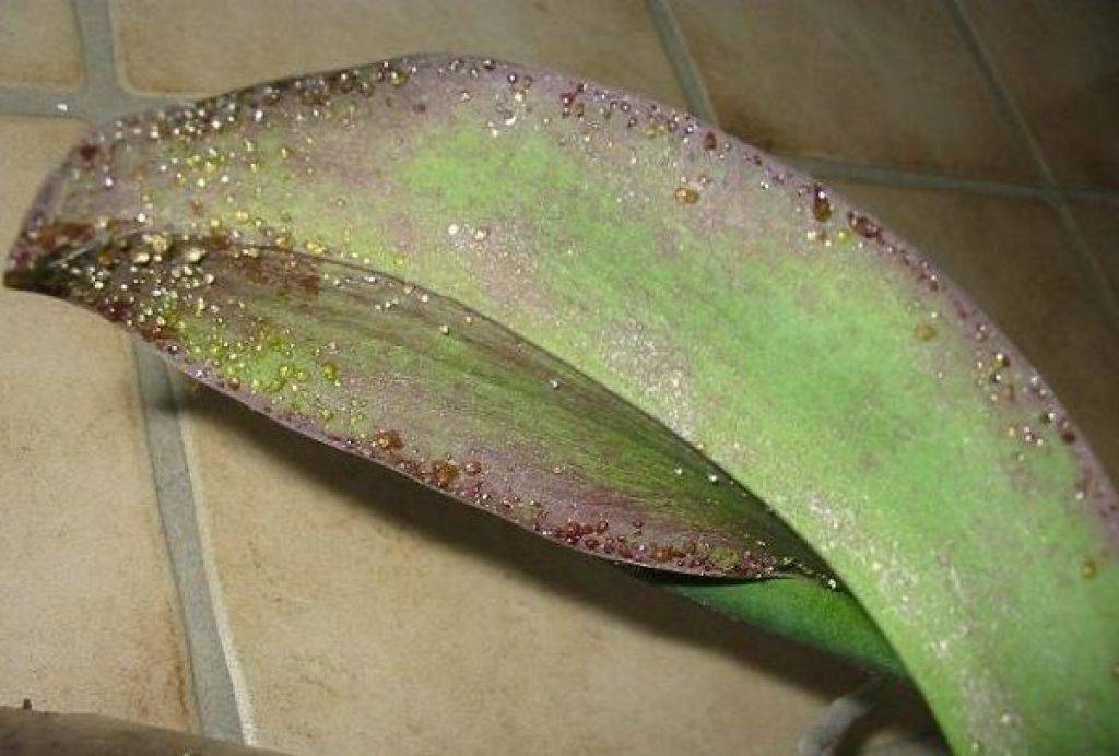 Лечение болезней фаленопсиса с липкими листьями: их фото, объяснение, из-за чего на орхидеях появляются клейкие пятна и советы того, что делать в этом случае