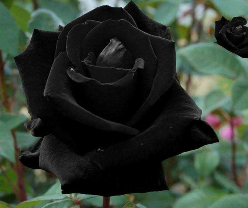 Роза черный принц фото и описание отзывы !
