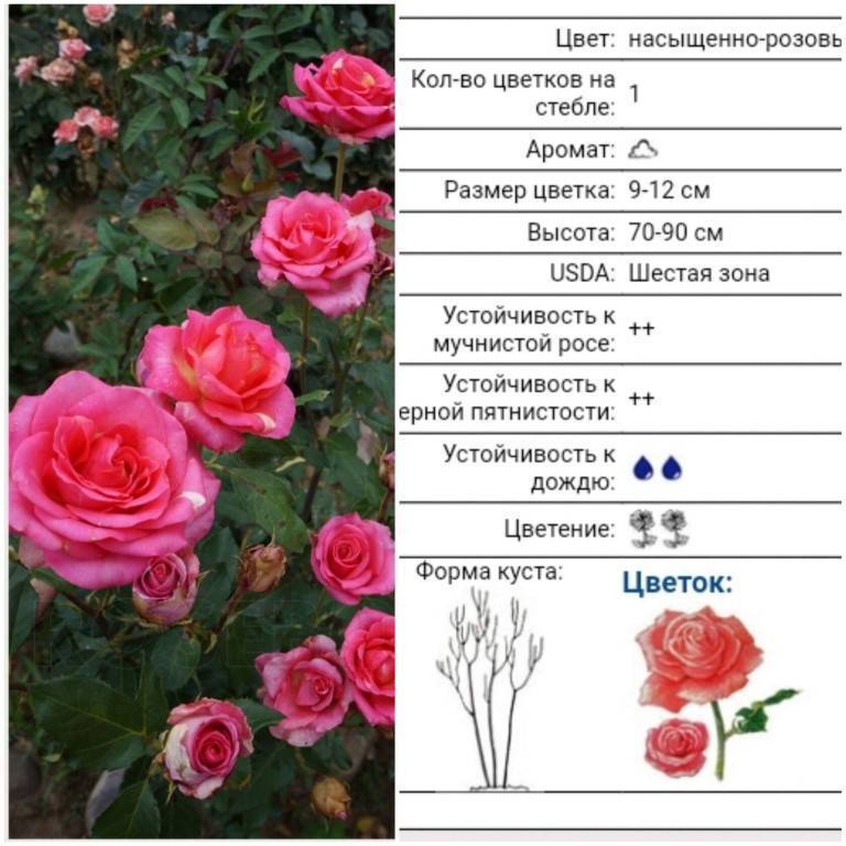 Как выращивать чайно-гибридную розу циркус из группы флорибунда: описание сорта