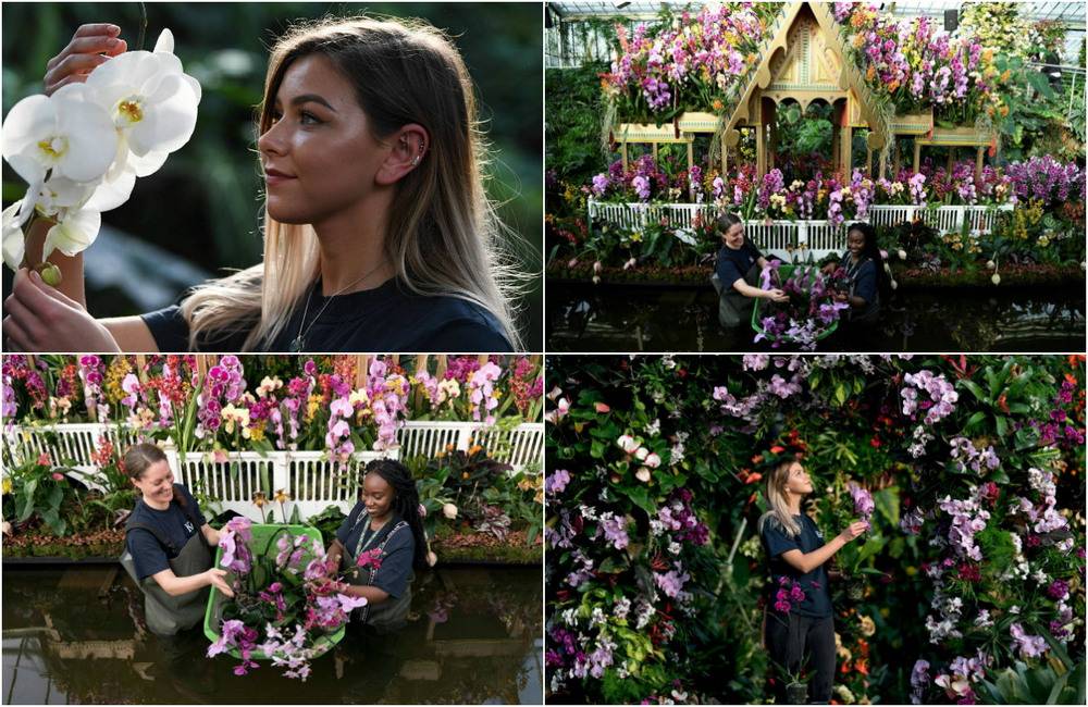 Чем удивил мир знаменитый праздник цветов, вернувшийся в лондон после 2-летнего перерыва