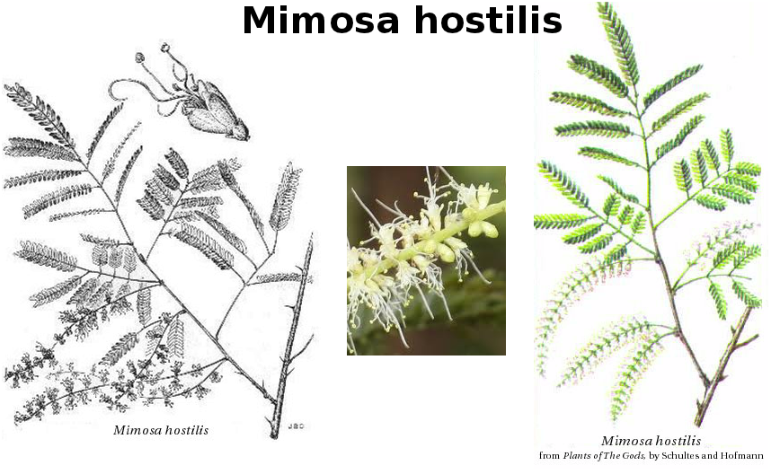 Мимоза: уход и выращивание в домашних условиях. цветы мимозы: описание с фото, размножение, время цветания, жизненный цикл, использование цветов