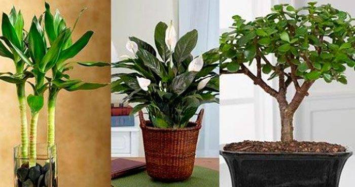 Денежное дерево и другие комнатные растения, приносящие удачу и богатство в дом