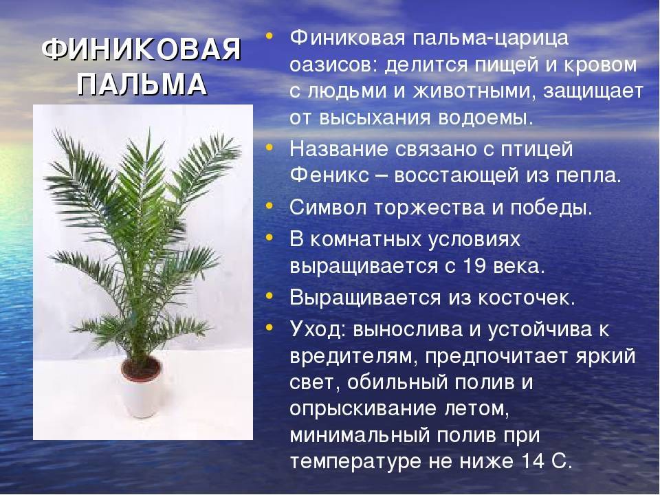 Комнатная пальма: виды, названия, правила ухода и фото - sadovnikam.ru