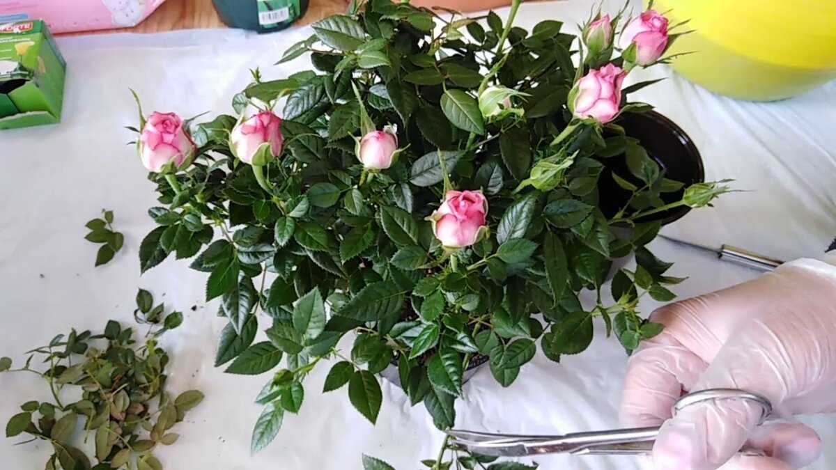 Роза в доме: приметы и суеверия, можно ли держать в комнате или выращивать зимой на подоконнике