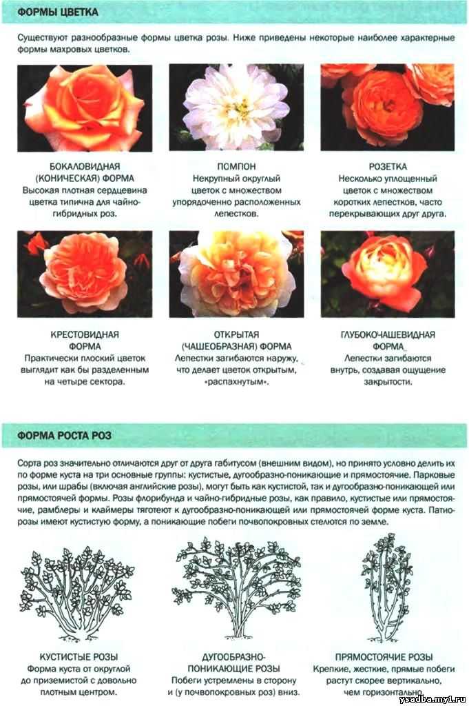 Роза “абракадабра”: характеристика и описание
