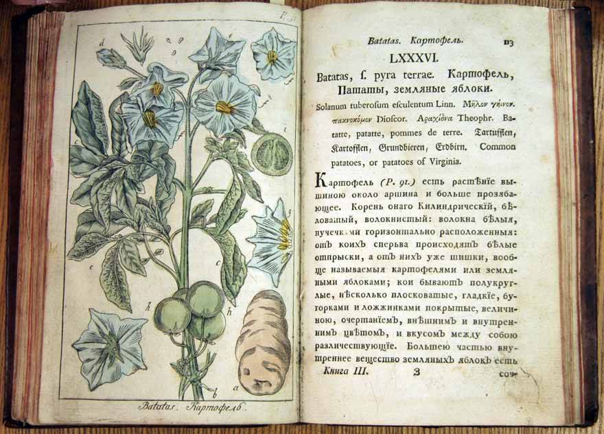 История растений: цветы в древней руси