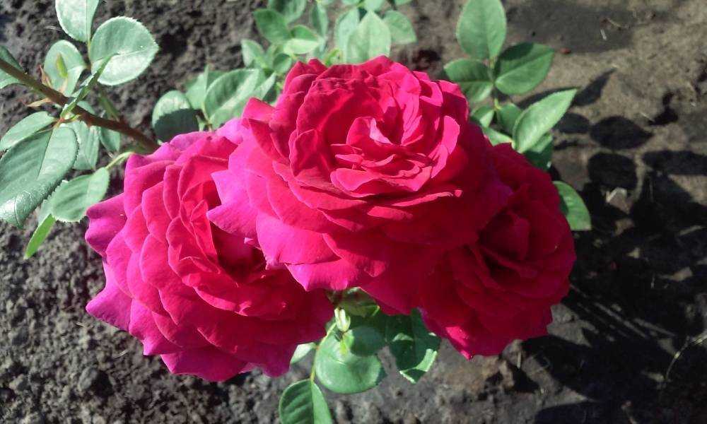 Роза биг перпл (big purple) — описание сортового растения