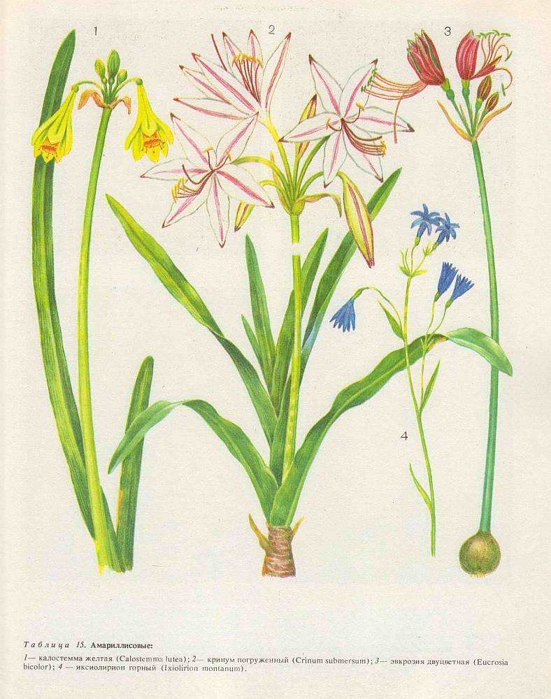 ᐉ семейство амариллисовых растений: список, описание, роды и виды - roza-zanoza.ru