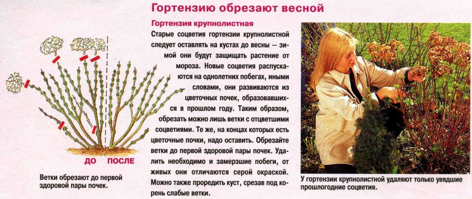 Гортензия метельчатая: фото, описание, размножение, уход и обрезка - sadovnikam.ru