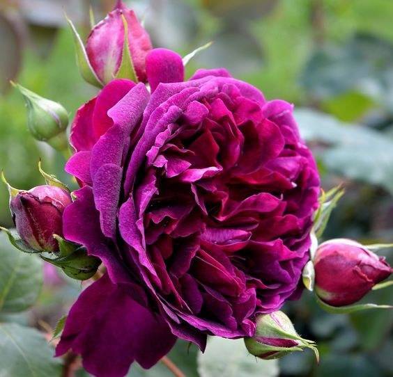 Роза шраб. чем же так примечателен данный сорт - питомник растений
