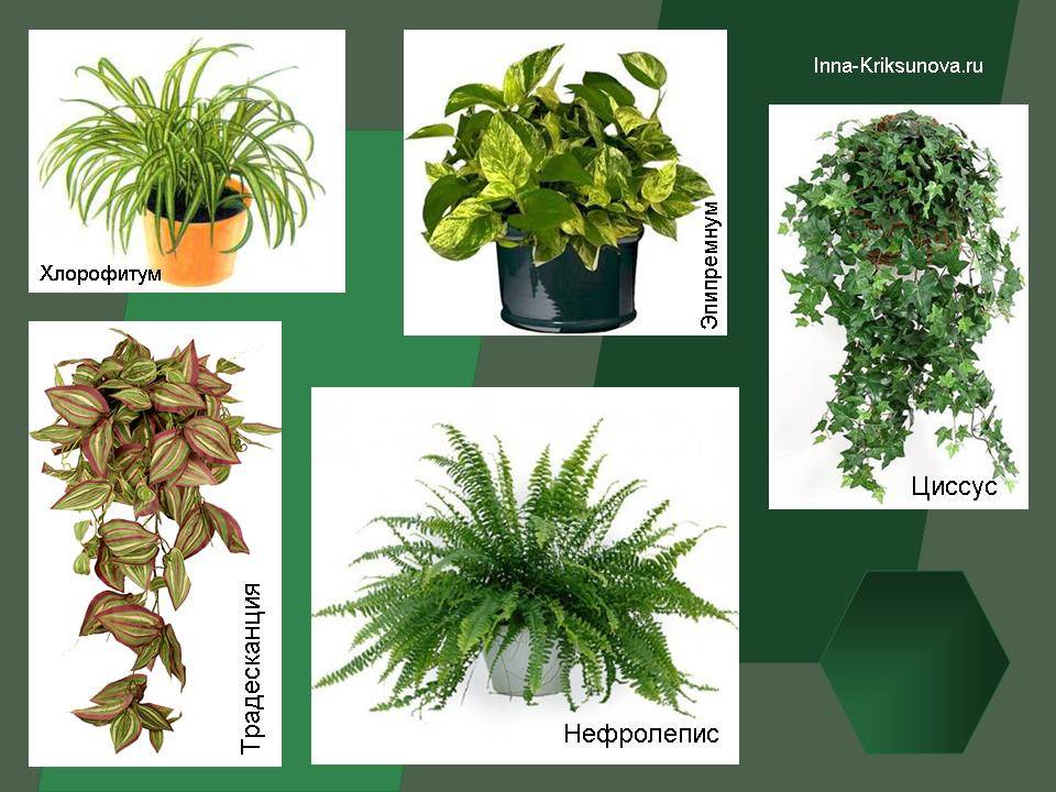 Комнатные теневыносливые (тенелюбивые) растения: список названий неприхотливых цветов, способных расти в тени