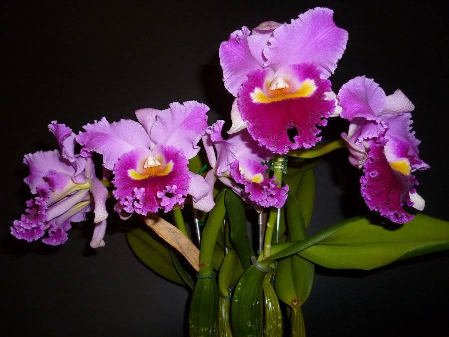 Орхидея каттлея: история возникновения этого растения, описание его подсортов с фото, а также советы по уходу в домашних условиях