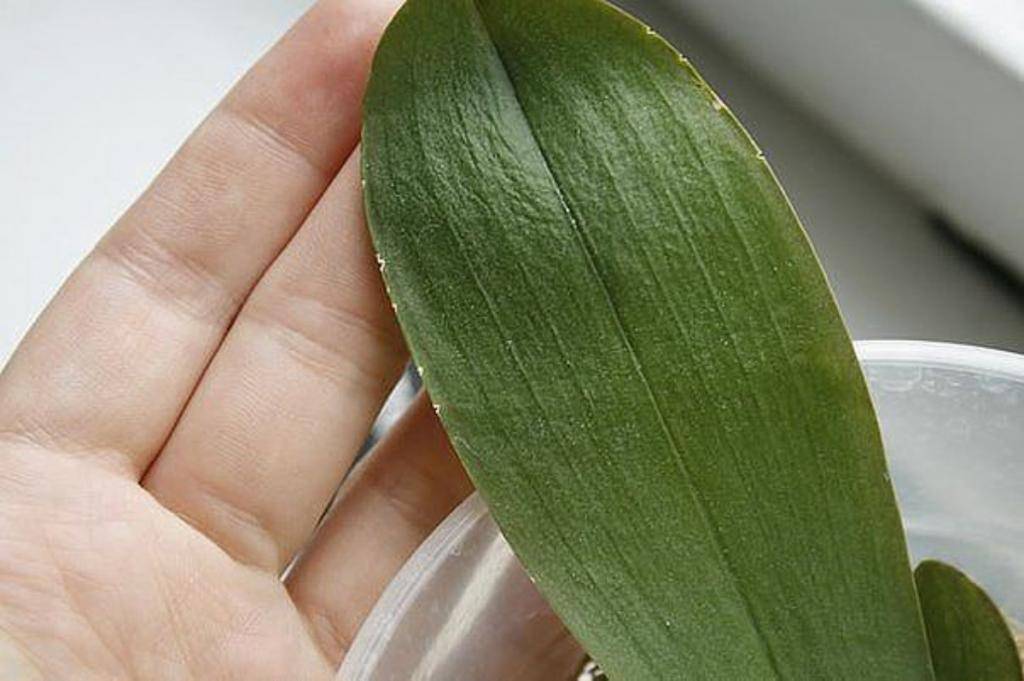 Листья орхидеи: основные заболевания и методы борьбы с ними