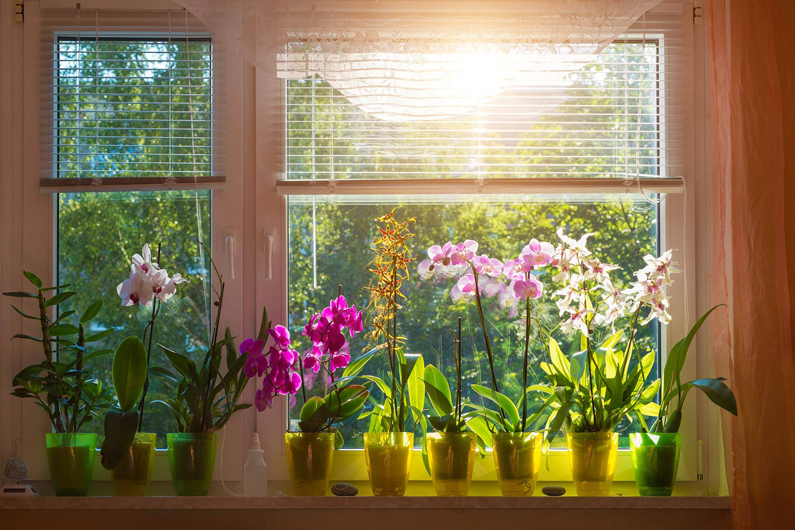 10 комнатных растений для южных окон