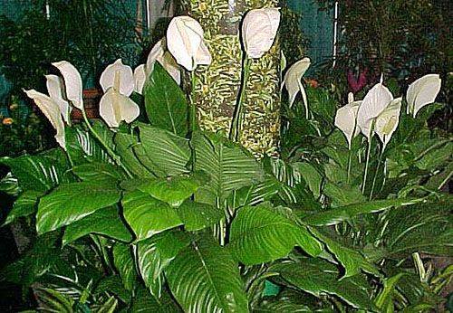 Большие спатифиллумы: обзор и фото крупнолистных гигантов, а также особенности ухода за крупными сортами «женского счастья» с гигантскими листьями