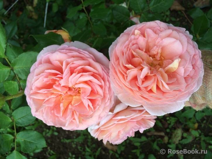 Роза «вильям моррис»: описание садовой розы, выращивание, фото
