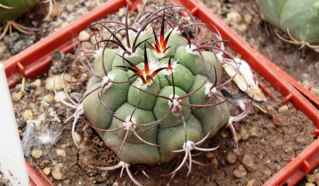 Примеры цветения и размножения гимнокалициума, варианты ухода за кактусом
