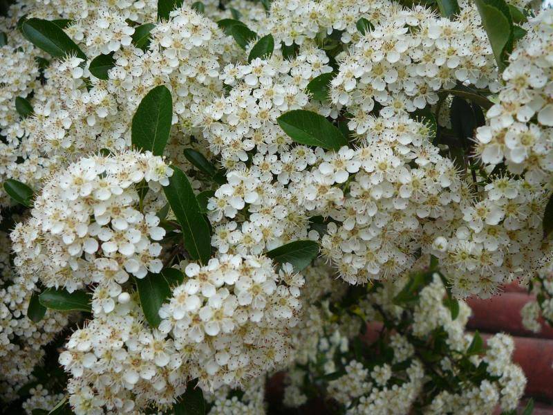 ᐉ как называется кустарник с белыми мелкими цветами - godacha.ru
