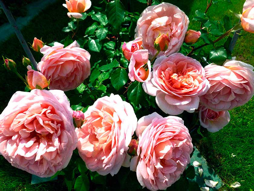 Роза абрахам дерби: описание сорта, особенности ухода