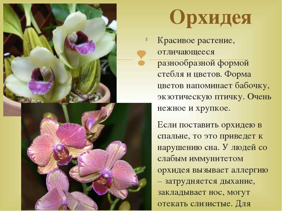 Орхидея: история происхождения цветка и их защита!