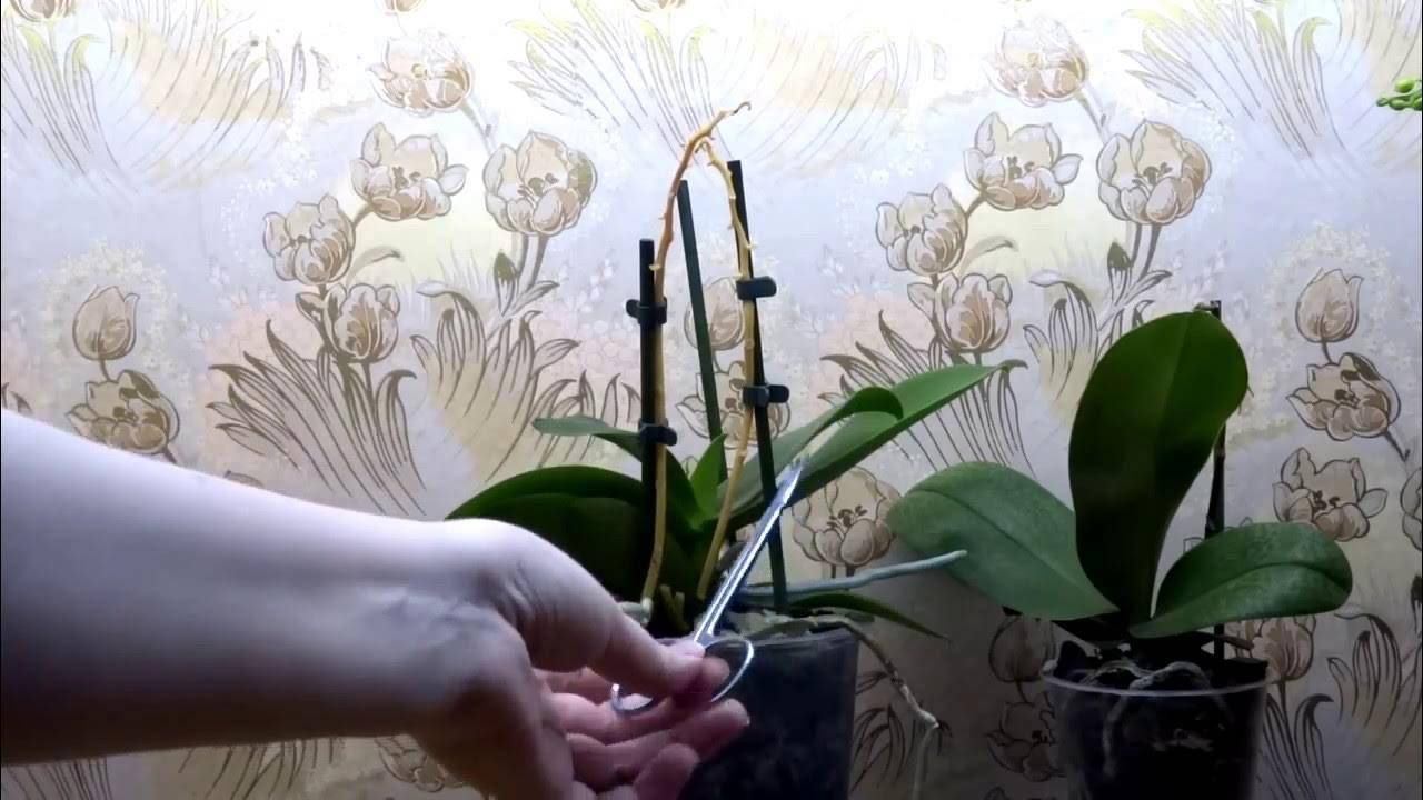 Нюансы ухода: что делать со стрелкой орхидеи после цветения?