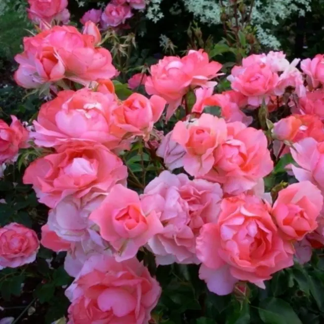 Роза флорибунда посадка и уход в открытом грунте лучшие сорта с фото названиями и описаниями