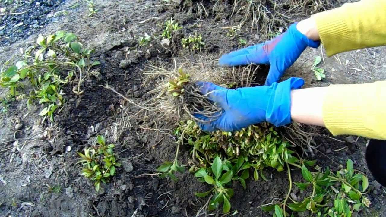 Флокс шиловидный: посадка и уход, фото в ландшафтном дизайне сада, как размножить черенками, семенами, ухаживать осенью, обрезать, подготовка к зиме