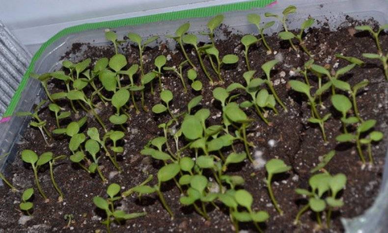 Выращивание левкоя и маттиолы: от посева семян на рассаду до цветения