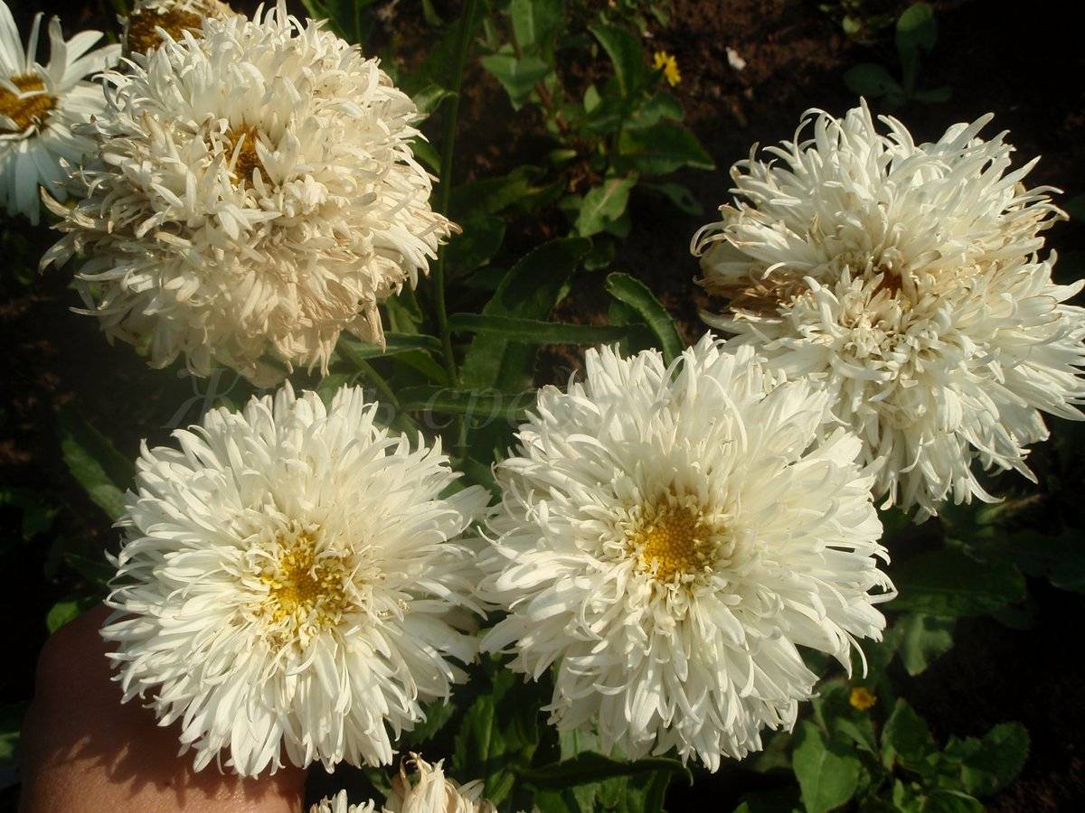 Нивяник цветок. описание, особенности, виды и уход за нивяником