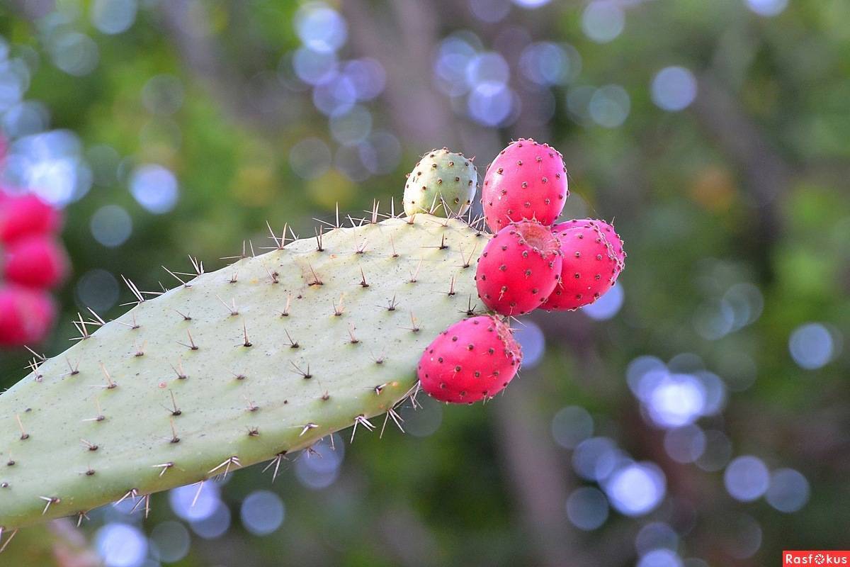 Плод кактуса: описание видов и их польза и вред