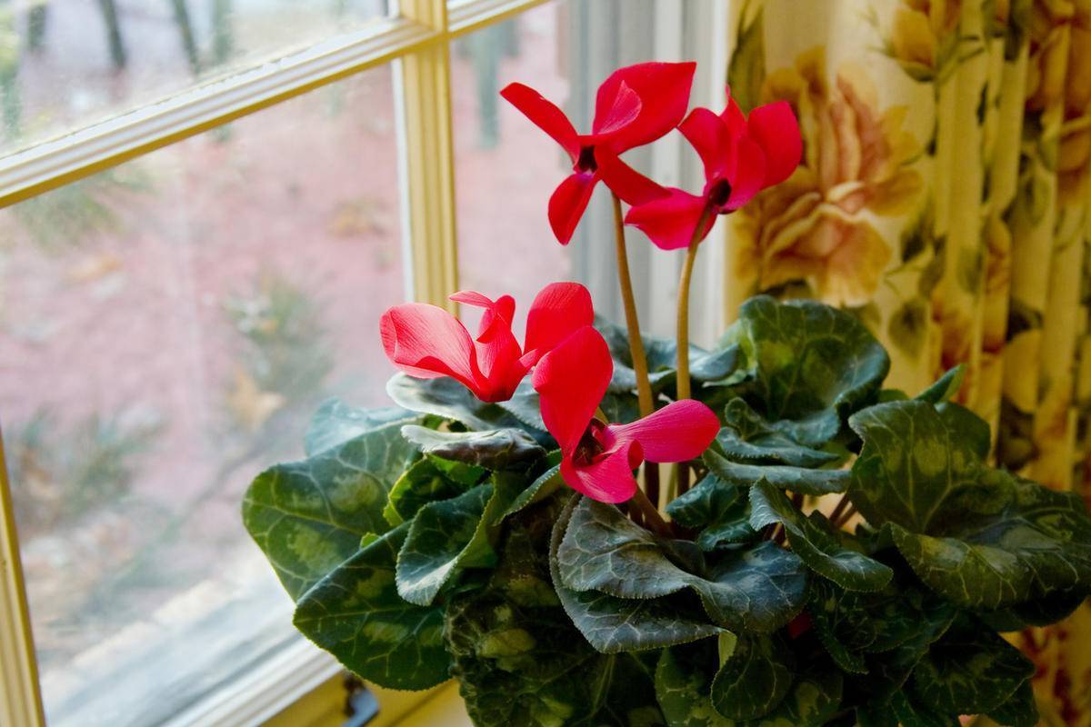 Комнатные растения, которые принесут в дом счастье и удачу