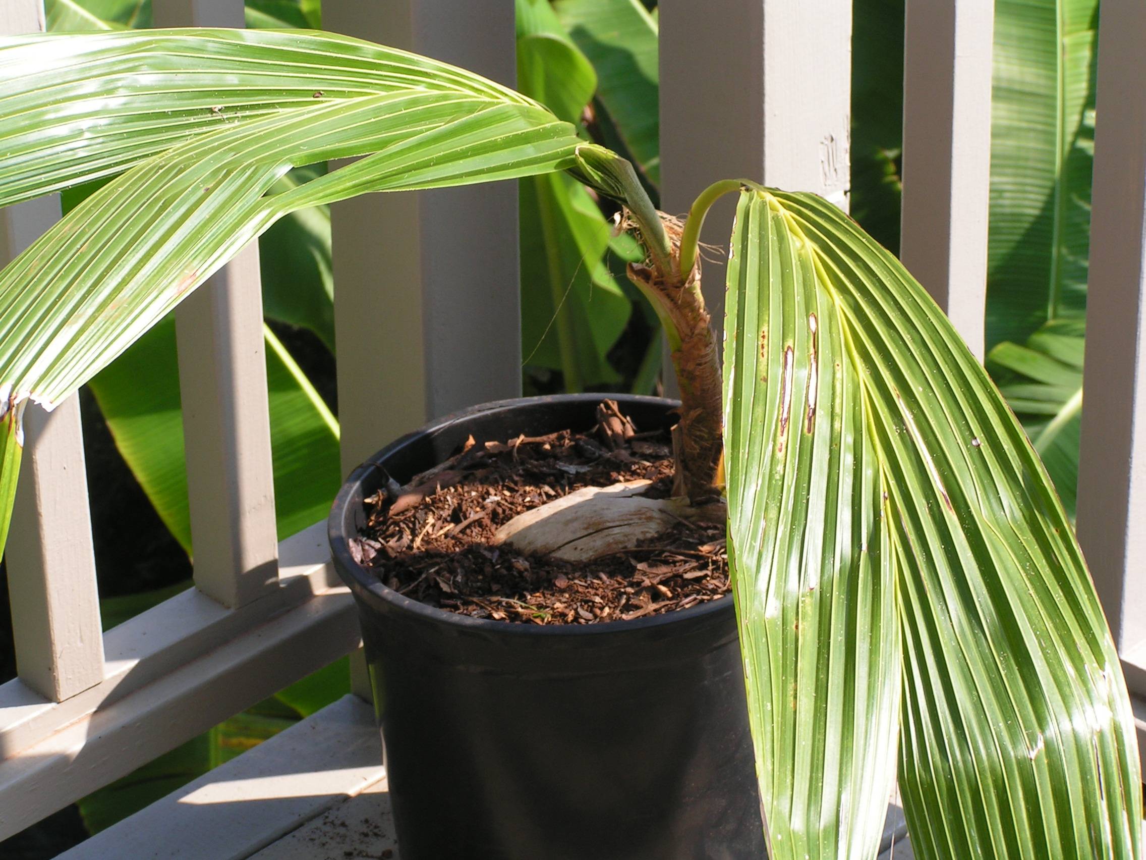 Как вырастить кокосовую пальму в домашних условиях –  пошаговая инструкция с фотографиями
