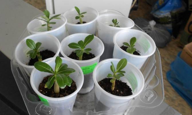 15 комнатных растений, которые легко можно вырастить из косточки