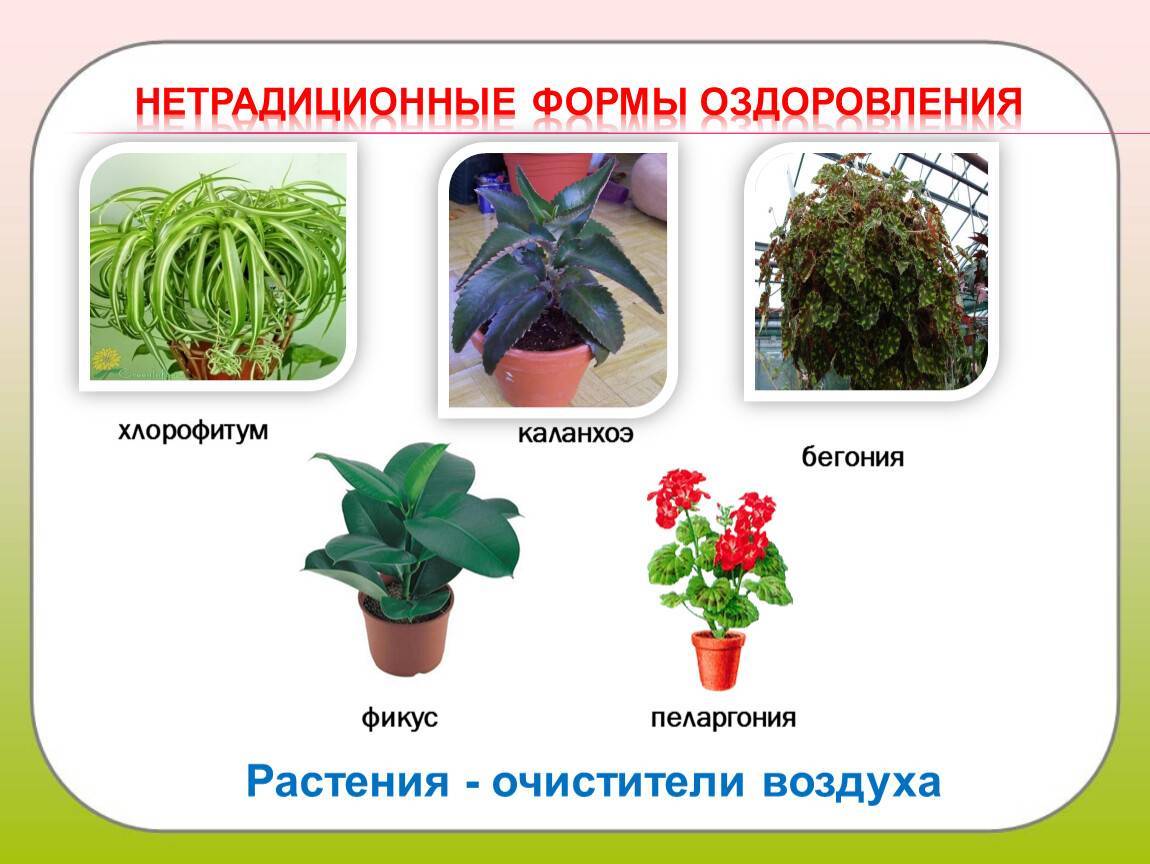 Какие есть растения, похожие на денежное дерево, чем они отличаются? краткие описания и фото цветков