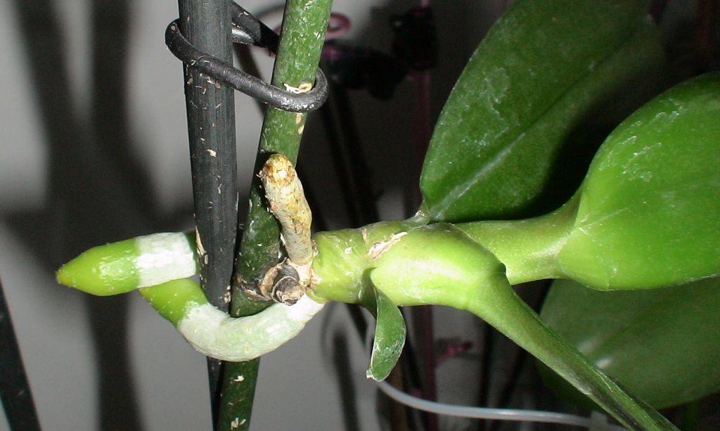 Размножение орхидеи "фаленопсис" в домашних условиях
