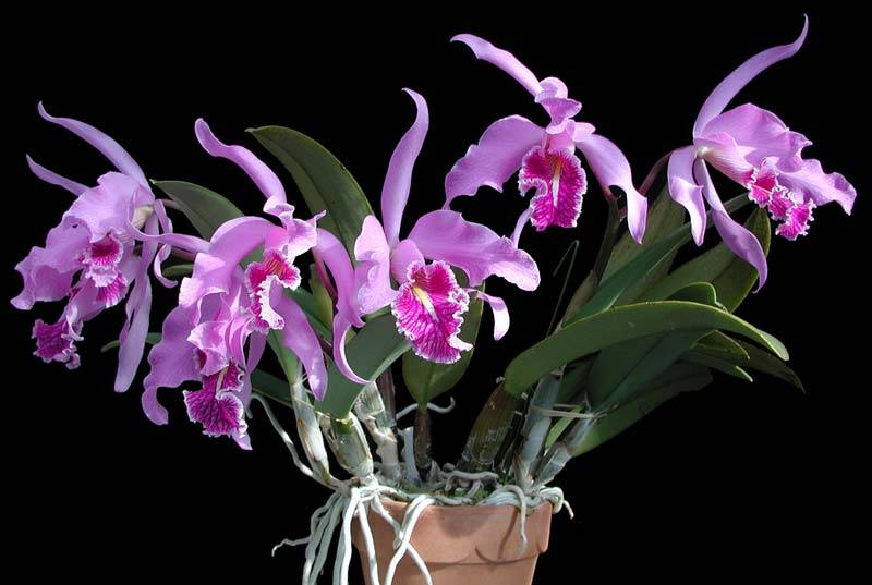 Какую орхидею выбрать для дома? уход в домашних условиях. фото — ботаничка